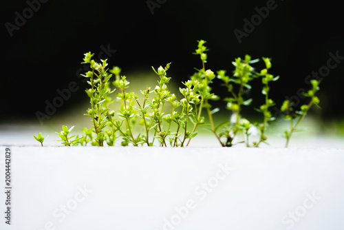 Fotografia The vigorous wildflowers growing in the steps