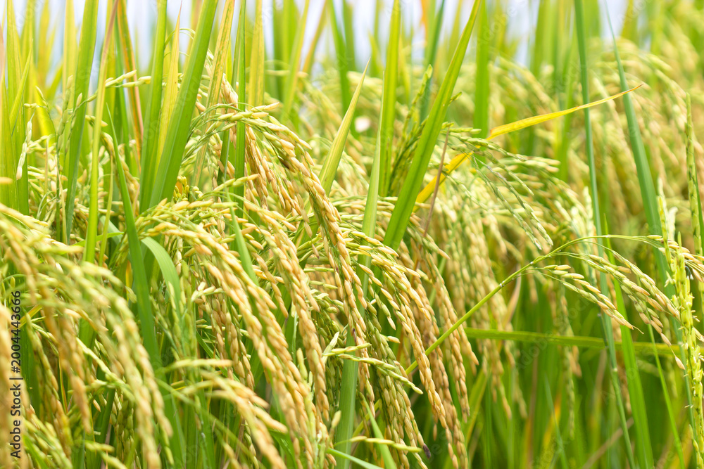 Fototapeta premium rice in the harvest season