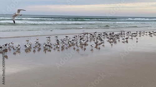 A large group of seabirds stands on reflective wet sand near rolling waves. The coastal wildlife scene highlights nature and seaside atmosphere.