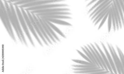 Tropical Palm Leaf Shadow Overlay on Transparent Background
