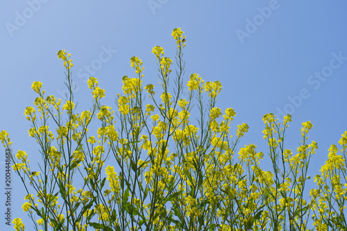 からし菜と青空