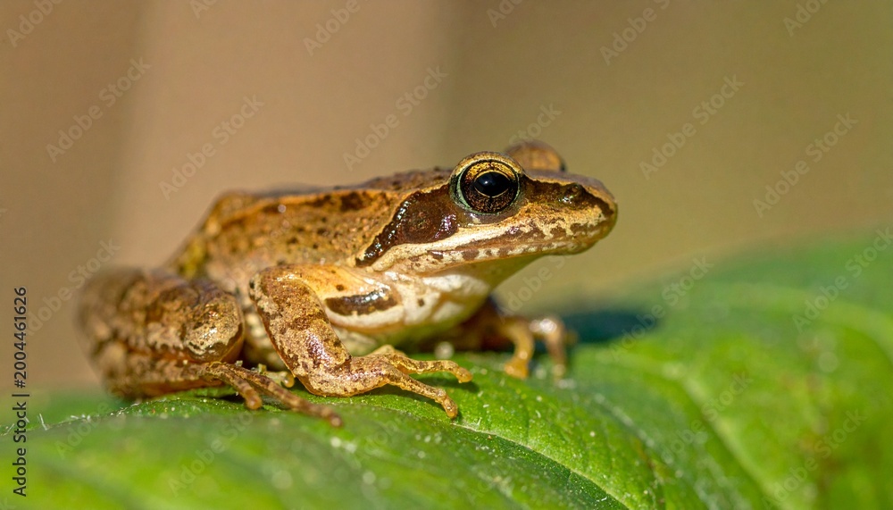 Fototapeta premium European Common Frog Resting on a Green Leaf in Sunlight.
