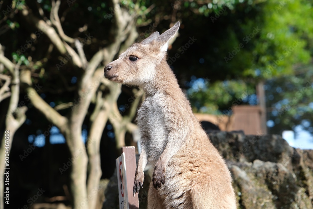 Obraz premium Alert young kangaroo standing upright in a sunlit outdoor environment.