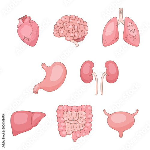 internal organ set