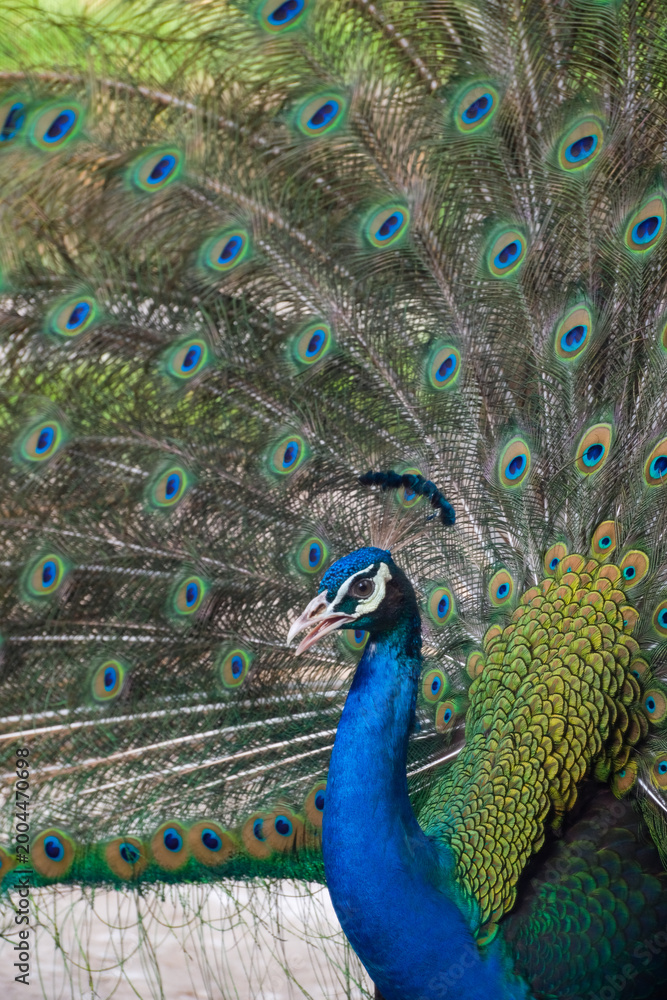 Fototapeta premium Majestic male peacock displaying its vibrant plumage