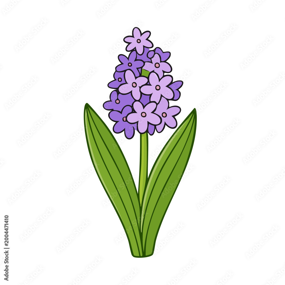 Fototapeta premium Vibrant Purple Hyacinth Flower with Green Leaves Spring Bloom Illustration