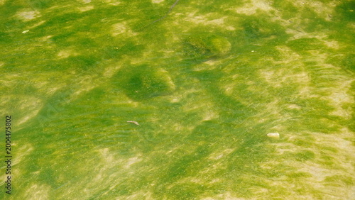 Foto Beautiful texture of Spirogyra or Pond Scum spreading across a shallow stream