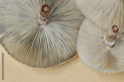 Foto Poisonous death cap mushrooms Amanita phalloides underside gills spores