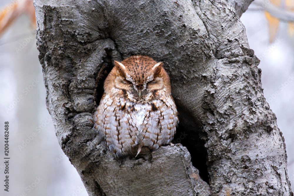 Fototapeta premium Front view of peaceful serene red morph eastern screech owl Megascops asio asleep with eyes closed in snug secure tree cavity