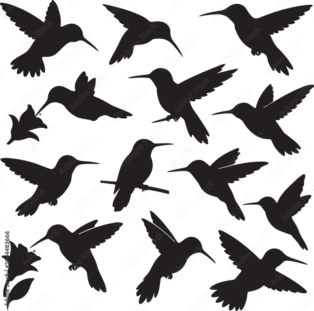Obraz premium hummingbird silhouette vector set