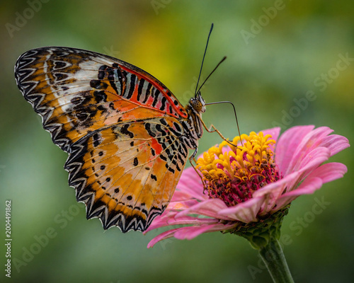 Beautiful orange patterned butterfly pollinating a pink zinnia flower in a lush garden
