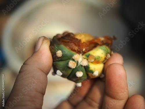 Canvastavla dired cactus vareigated in human hand it bruied