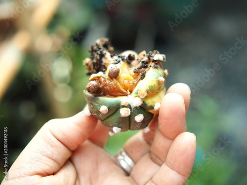 dired cactus vareigated in human hand it bruied