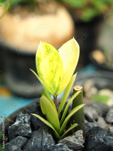 close - up of a green leaf vareigated