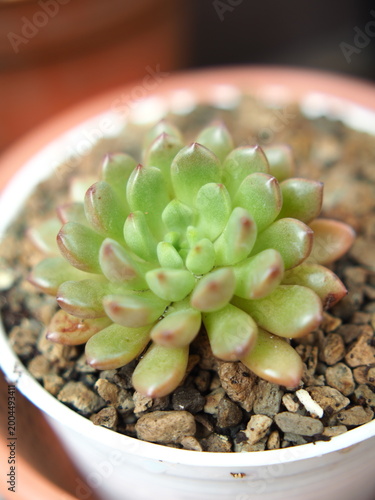 echivaria and suculants silver rose in pot