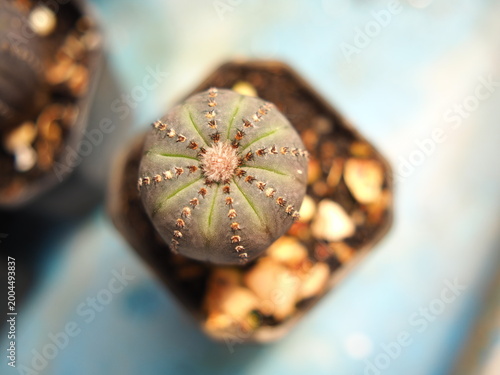 beautiful botanical shot, natural wallpape