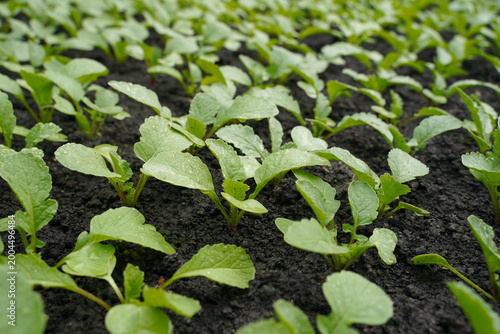Juicy red radish growing in the soil in a greenhouse, close-up. Growing vegetables in spring. Small young green plant.
