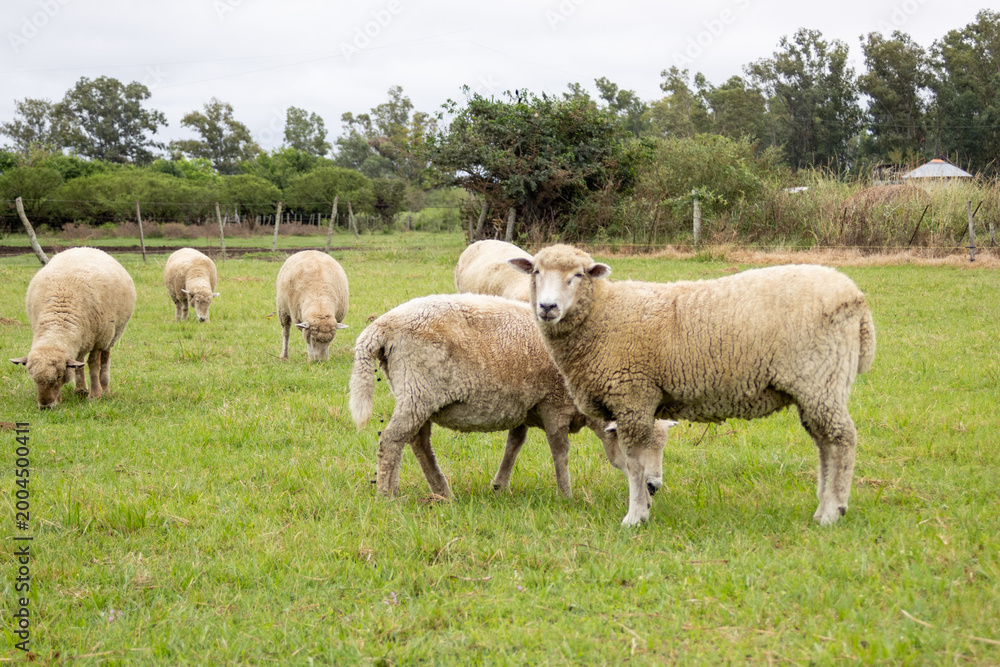 Fototapeta premium Sheep grazing in a green pasture at a sustainable farm, representing a peaceful rural life and ecological livestock raising in the countryside of argentina