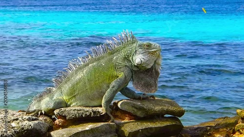 Green cute iguana sitting on the rocky beach near azure sea. Tropical island shore with exotic animal. Calm cyan ocean, sunny day, beach vacation with colorful reptile.