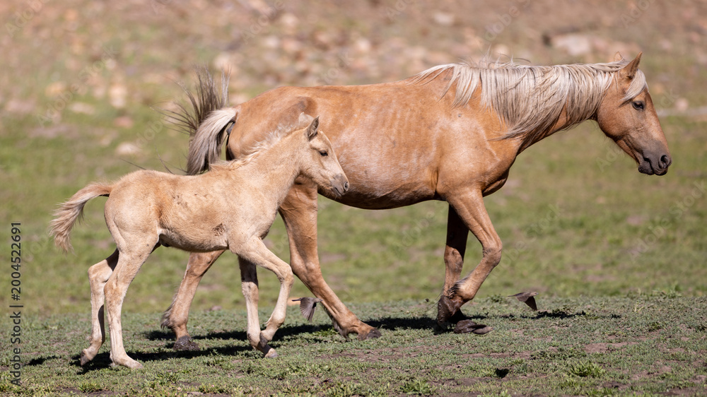Fototapeta premium Wild horse palomino baby colt with palomino mare mother in the Apache Sitgreaves National Forest mountains in Heber Arizona United States