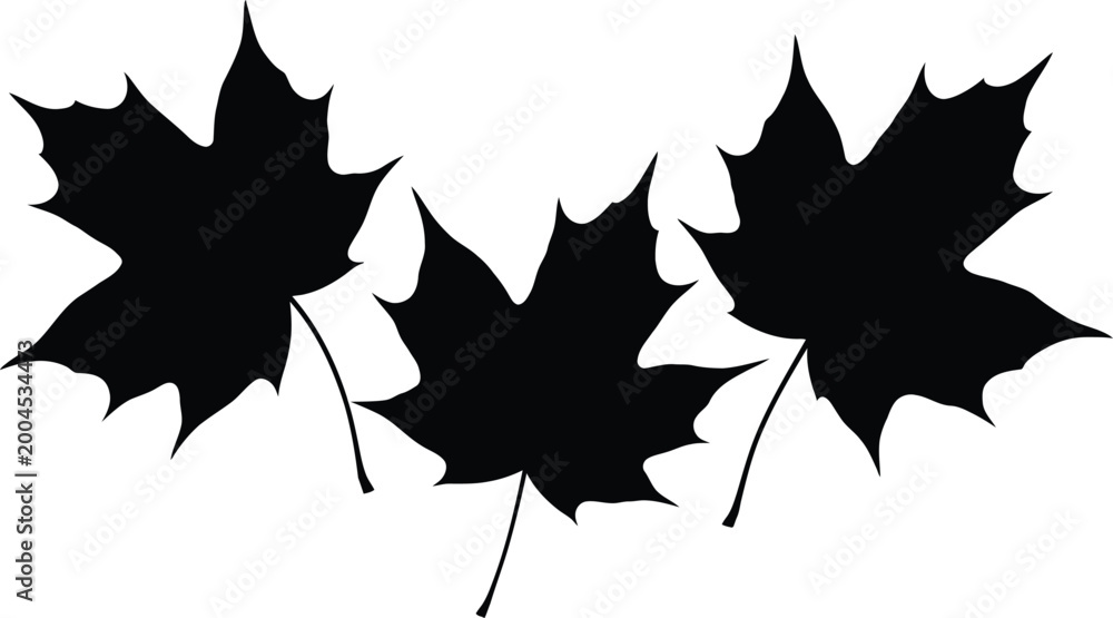 Fototapeta premium Three black maple leaves on a white background simple illustration