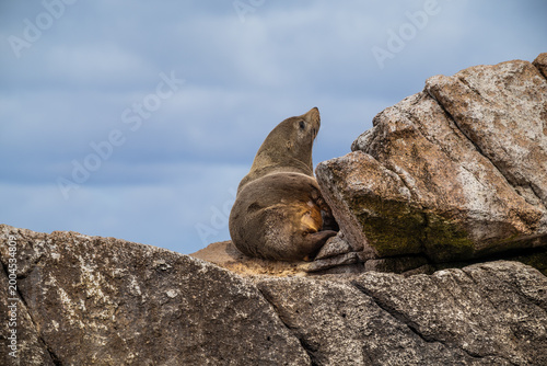 An Australian Fur Seal resting on a rocky coastline with head looking towards the sky in Tasmania, Australia