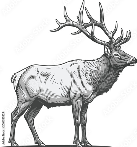 Tableau sur toile Detailed hand drawn vector illustration of a majestic bull elk with large antlers standing isolated on a white background for hunting wildlife and outdoor adventure themes