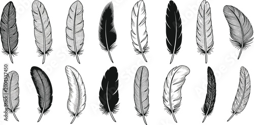 Feather illustration set, detailed bird drawings, black nature art, decorative vector pack, organic clipart resource, intricate design element collection