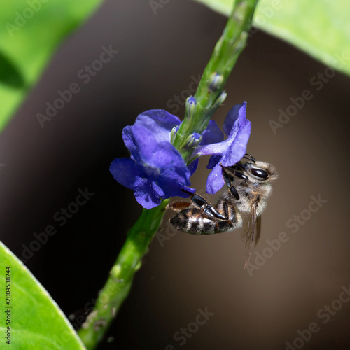Honey bee forages for nectar on a green stemmed purple flower against a brown background surrounded by green leaves.