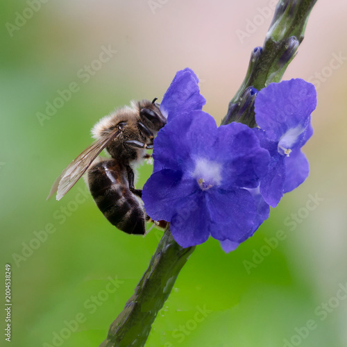 Brown honey bee with dark brown stripes searches nectar in a bluish-purple flower on a stem against a blurred background.