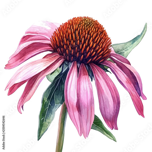 Echinacea Flower, watercolor drawing vector, isolated on a white background.