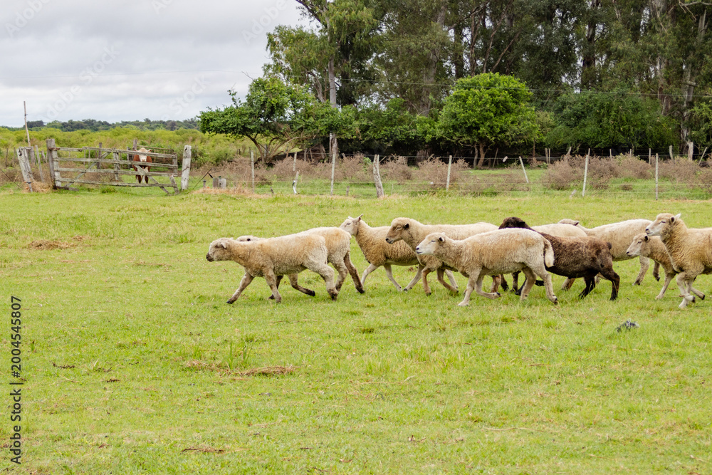 Fototapeta premium Group of sheep running through a lush green pasture in the countryside.Sustainable agriculture