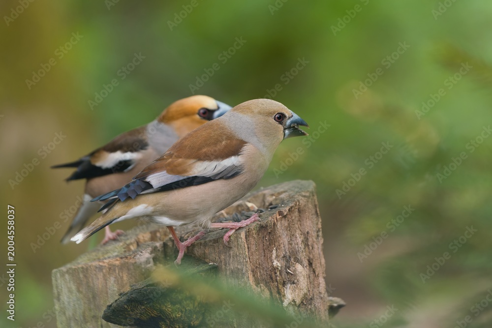 Fototapeta premium A pair of hawfinch are sitting on a tree stump.. Portrait of a hawfinch in the nature habitat. (Coccothraustes coccothraustes)