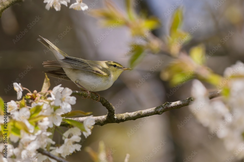 Obraz premium A wood warbler sits on the blooming tree. Phylloscopus sibilatrix. A wood warbler in the nature habitat. e flowering twig. Phylloscopus sibilatrix. 