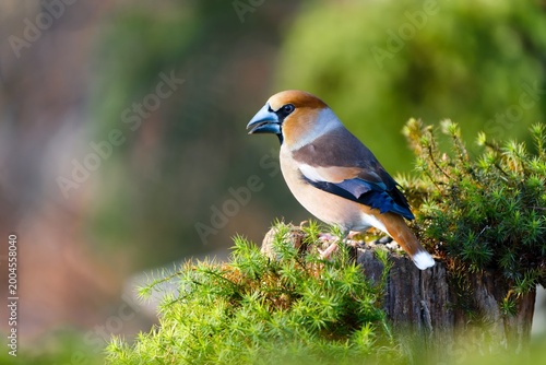 A male hawfinch sits on a tree stump. Portrait of a hawfinch in the nature habitat. (Coccothraustes coccothraustes)