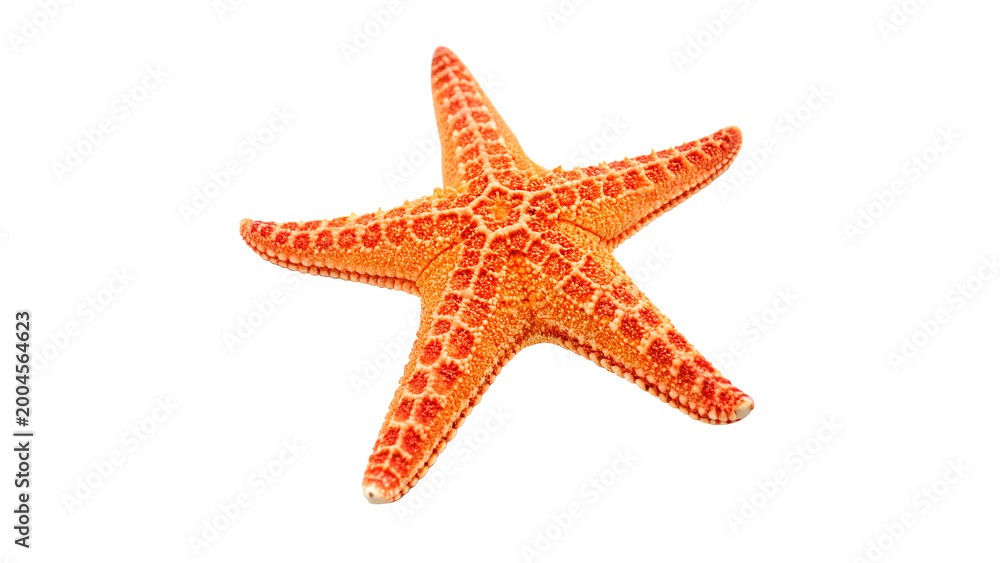 Fototapeta premium Orange Starfish Isolated on transparent background 