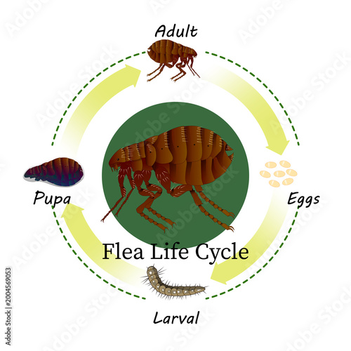 Flea Life Cycle of Pet