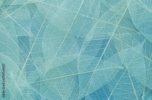 Fotografie A tightly packed, abstract arrangement of translucent skeleton leaves creates a delicate and intricate patterned background in varying shades of light blue and turquoise