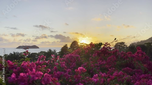 Vibrant pink bougainvillea blooms frame golden sunset over distant island and calm ocean with perched bird creating romantic tropical paradise vista