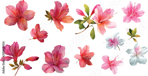 pink and yellow flowers