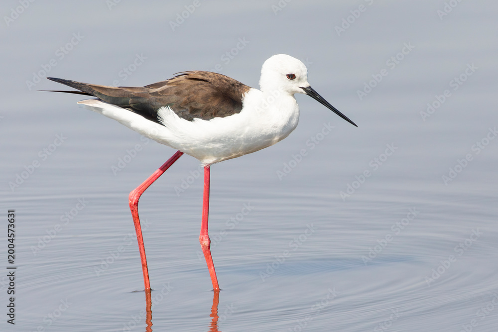 Obraz premium Black-winged Stilt (Himantopus himantopus) wading on temporary pan near De Mond, Western Cape South Africa