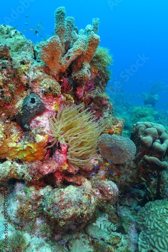 Blue vivid ocean and tropical colorful seascape with the anemone on the coral reef. Healthy reef ecosystem. Small fish and corals. Underwater photo from scuba diving, marine life exploration.