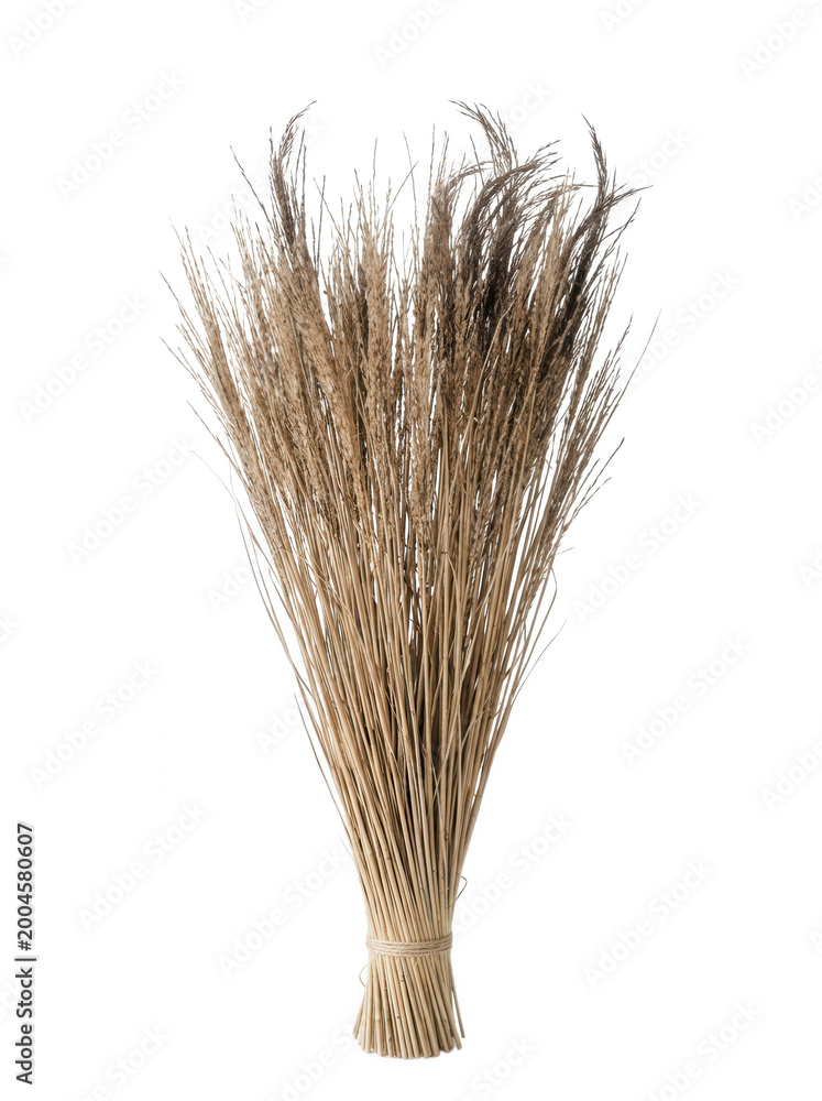 Fototapeta premium Dried wheat or oats bundle with transparent background