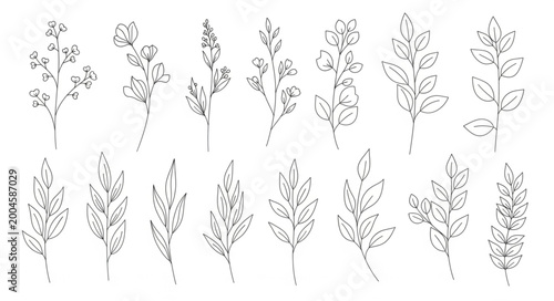 Detailed botanical illustrations of various leaves.