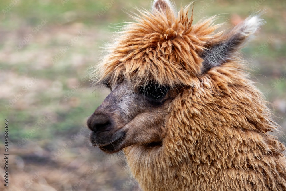 Fototapeta premium alpaca 