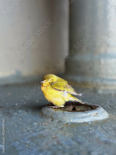 Bilde på lerret Yellow bird sitting inside metal pipe in industrial environment