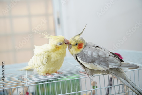 Photography cockatiel parrot yellow