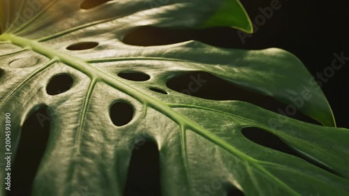 Closeup of a large green monstera leaf with natural holes and veins, backlit by warm sunlight, macro detail