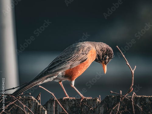 фотографія Closeup profile of an American Robin looking down from a textured wooden fence w