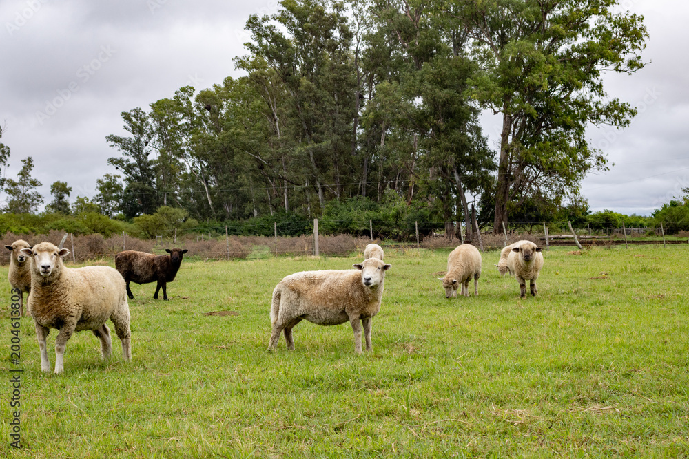 Fototapeta premium Sheep freely grazing on lush green grass in a field, symbolizing sustainable agriculture, ecological farming, and the tranquil rural lifestyle